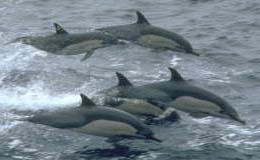 Common Dolphin