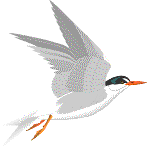 Least tern