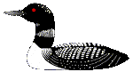 Loon