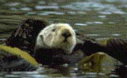 Sea Otter