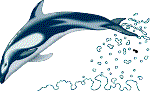 Dolphins