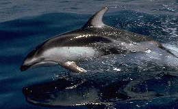 Pacific White-sided Dolphin