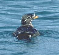 Rhinoceros auklet