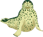 Harbor Seal